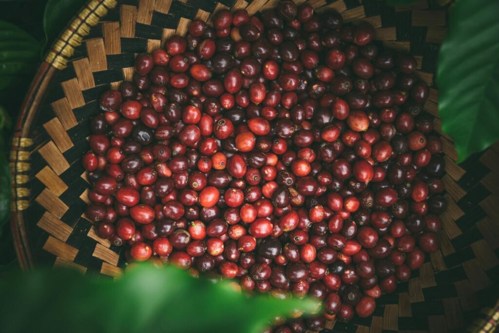 Vibrant red coffee cherries harvested in Buôn Ma Thuột, Vietnam, ready for processing.